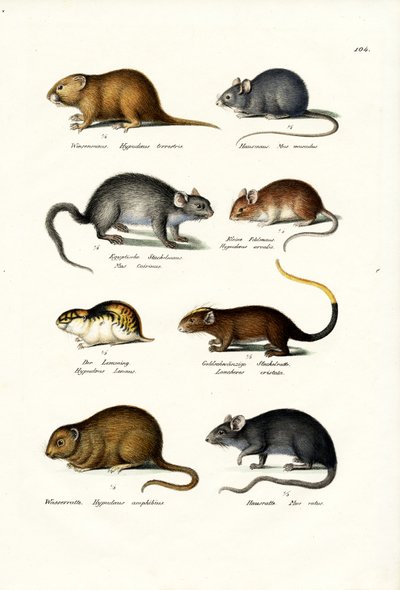 Different Kinds Of Mice by Karl Joseph Brodtmann